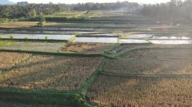 Aerial view of morning in rice field Bali in traditional village