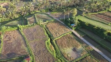 Aerial view of morning in rice field Bali in traditional village
