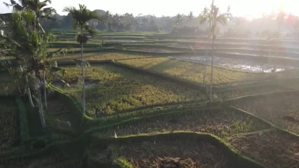 Aerial View Morning Rice Field Bali Traditional Village — стоковое видео