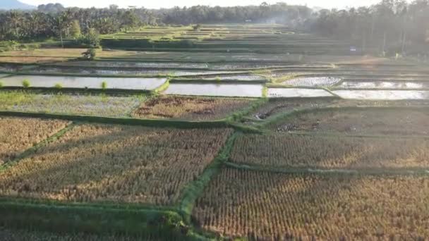 Aerial View Morning Rice Field Bali Traditional Village — Wideo stockowe