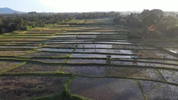 Aerial View Morning Rice Field Bali Traditional Village — 비디오