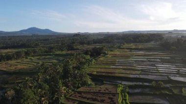 Aerial view of morning in rice field Bali in traditional village
