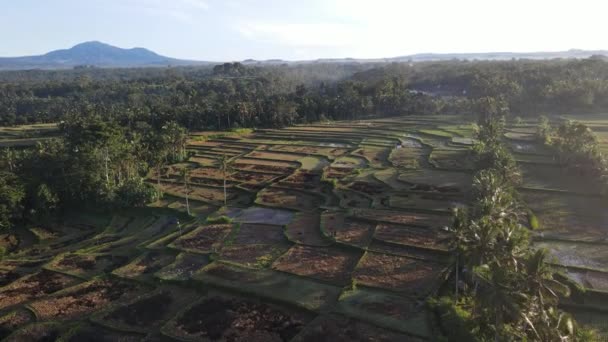 Aerial View Morning Rice Field Bali Traditional Village — Stockvideo