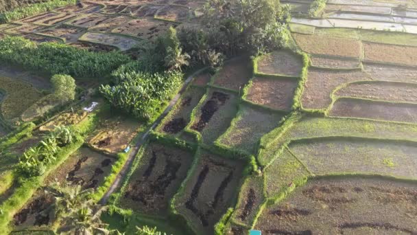 Aerial View Morning Rice Field Bali Traditional Village — Wideo stockowe
