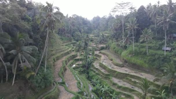 Вид Воздуха Рисовые Террасы Тегалаланг Бали — стоковое видео