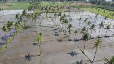 Aerial view of morning in rice field Indonesia 
