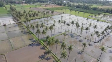 Aerial view of morning in rice field Indonesia 