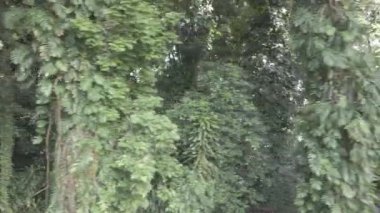 Endonezya 'daki tropikal ormanın daha yakından görünüşü