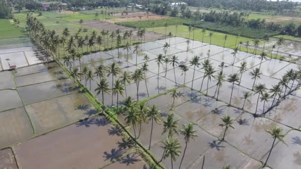 Aerial View Morning Rice Field Indonesia — Vídeo de Stock