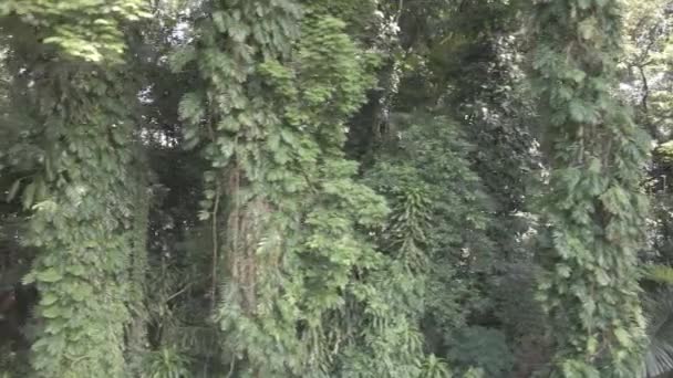 Vista Aeial Más Cerca Mirada Del Bosque Tropical Indonesia — Vídeos de Stock