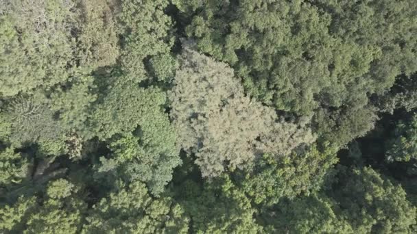 Aeial Nézd Meg Közelebbről Trópusi Erdő Indonéziában — Stock videók