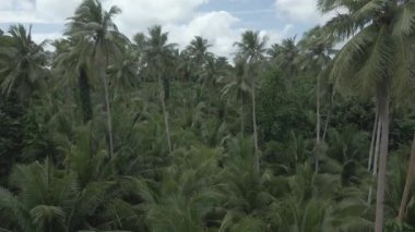 Beyaz deniz manzarası ve güneşli tropik plaj manzarası.