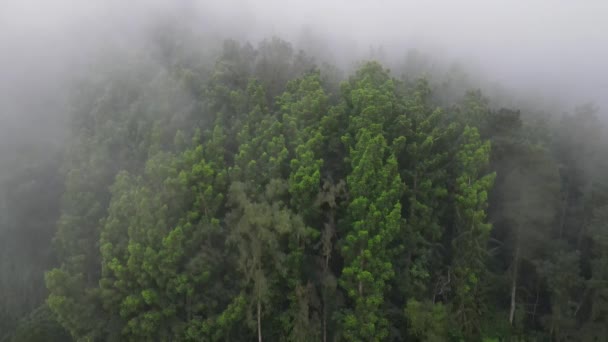 인도네시아 근처의 안개낀 강우림을 공중에서 내려다본 — 비디오