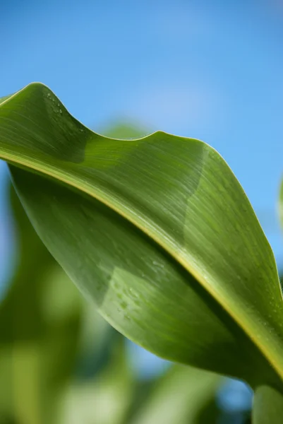 Corn — Stock Photo, Image