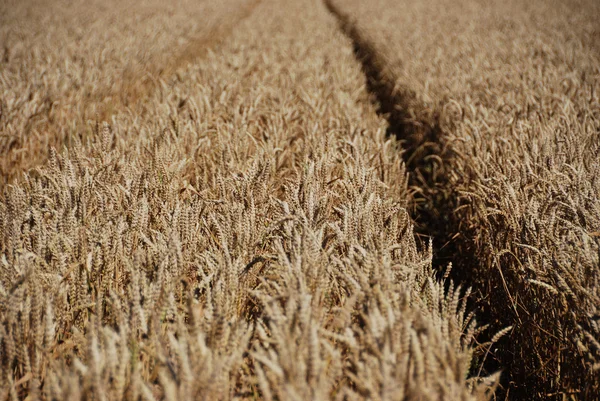 Immature wheat — Stock Photo, Image