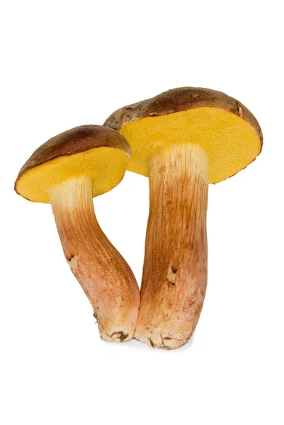 Funghi — Foto Stock