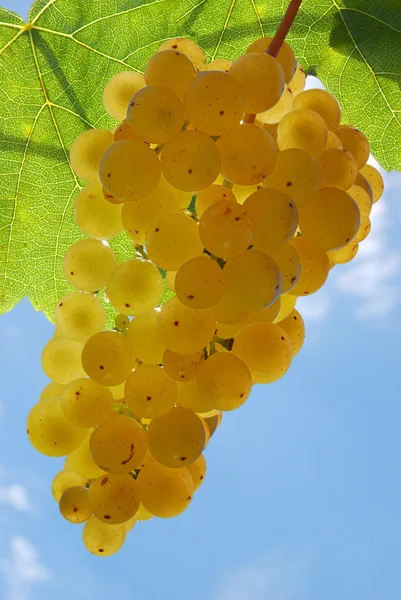 Uvas brancas — Fotografia de Stock