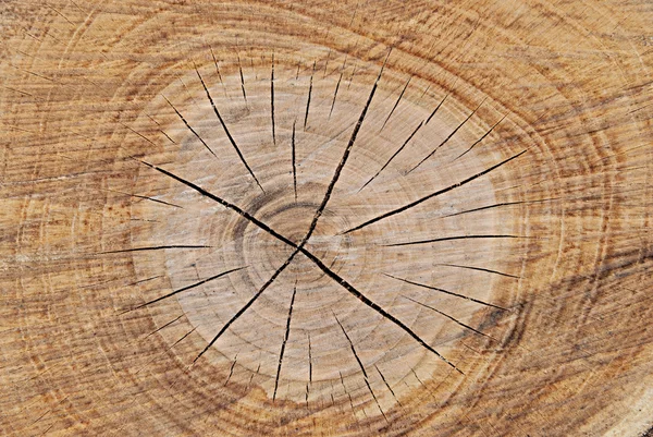 Seção de madeira — Fotografia de Stock