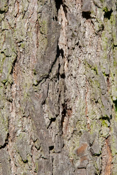 Tree texture — Stock Photo, Image