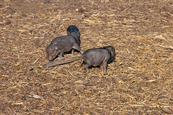 Wild pigs — Stock Photo, Image