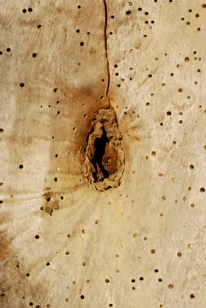 Дерево с отверстиями — стоковое фото