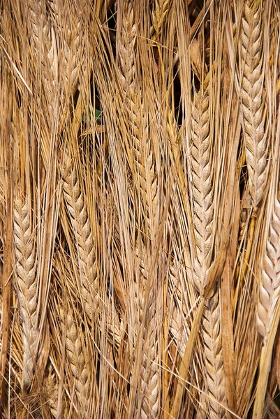 The grain — Stock Photo, Image