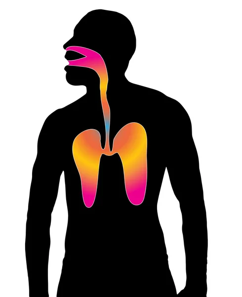 Silueta respirar las vías respiratorias — Vector de stock