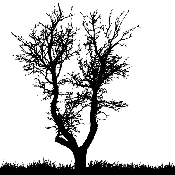 Vector silhouet van boom. — Stockvector