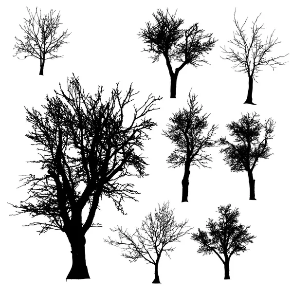 Silueta vectorial del árbol . — Vector de stock