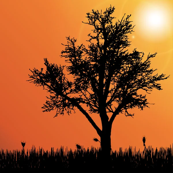 Arbre au coucher du soleil — Image vectorielle