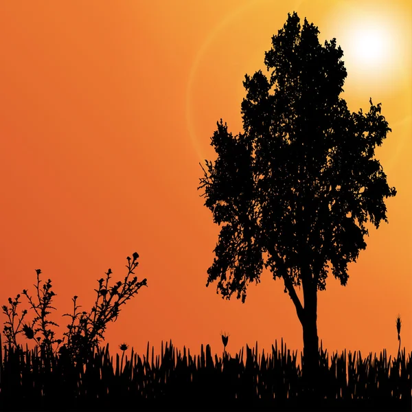 Árbol al atardecer — Vector de stock