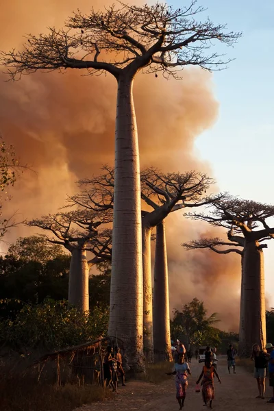 Baobab alley in Madagascar — Stock Photo, Image