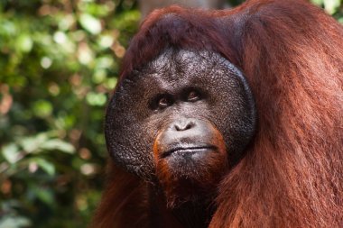 orangutan portre