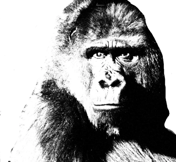 Gorilla porträtt — Stockfoto