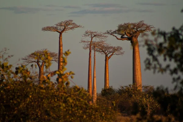 Baobab trees in the savannah of Madagascar — Stock Photo, Image