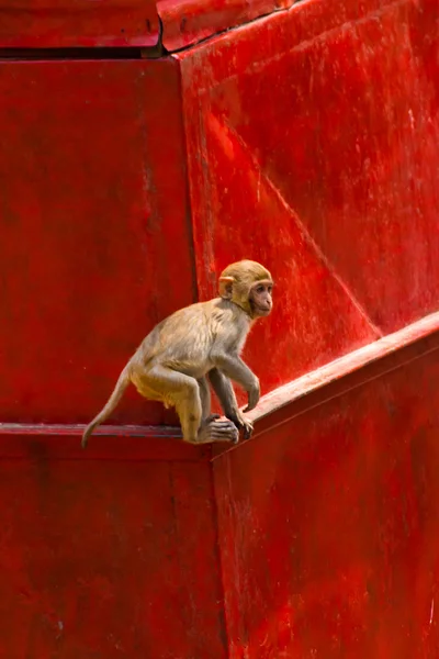 Monkey goes on the wall — Stock Photo, Image