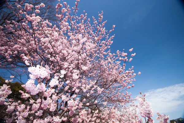 bahar çiçekleri kiraz ağacı