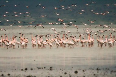 Flamingolar (Phoenicopterus çevresi sürüsü)