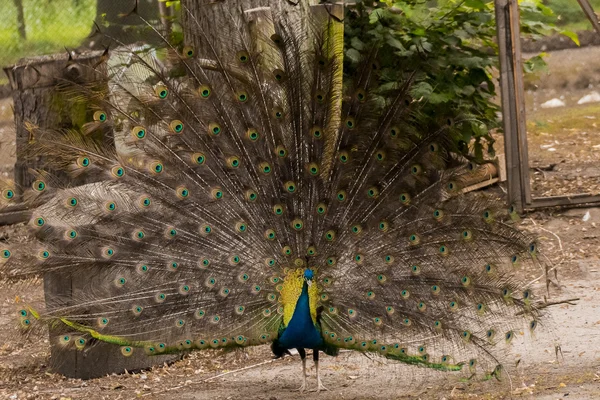 Paon indien mâle avec plumes — Photo