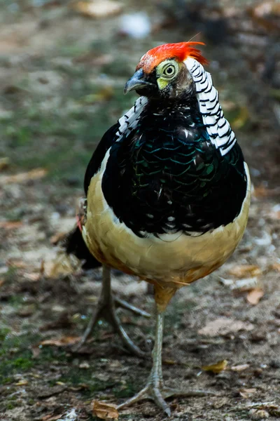 Pheasant bird — Stock Photo, Image