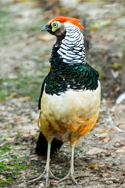 Ptak Bażant — Zdjęcie stockowe