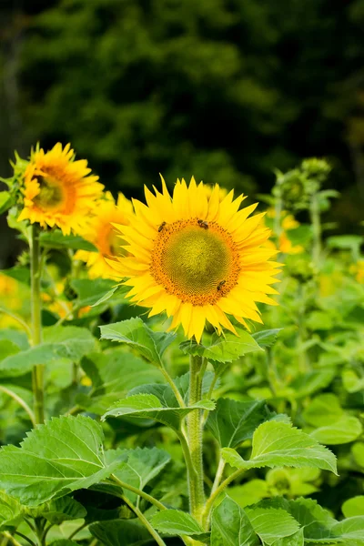 Żółte słoneczniki — Zdjęcie stockowe