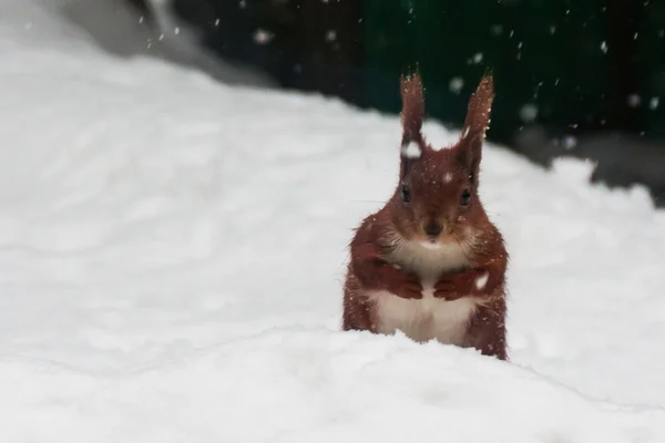 Rode eekhoorn op de witte sneeuw — Stockfoto