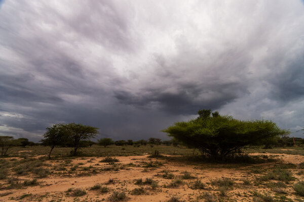 Африканский пейзаж
