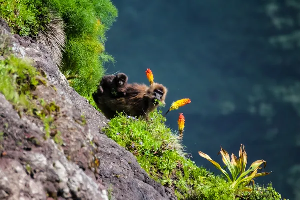Gelada Babunlar Dağları