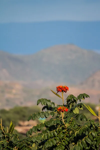 Plant against the mountains — Stock Photo, Image