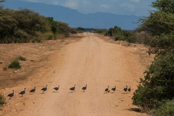 Aves que cruzan — Foto de Stock