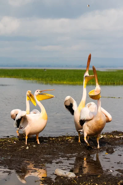 Pelikane — Stockfoto