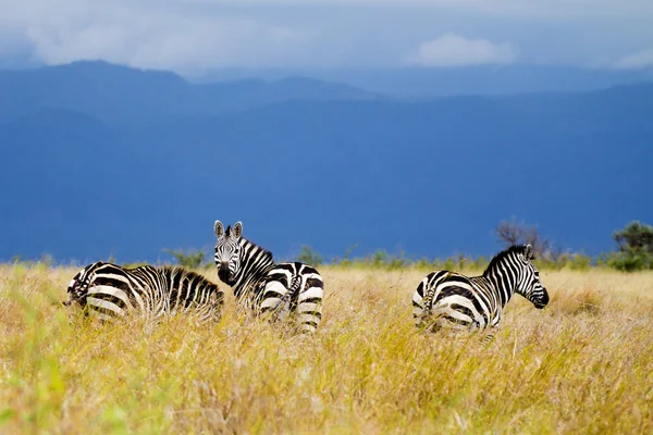 Zebras im Gras — Stockfoto