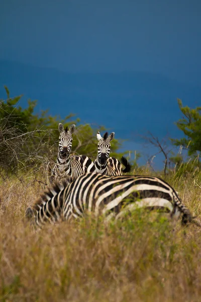 Zebraer i græsset - Stock-foto